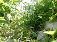 Gehegeansicht_b.JPG (54384 Byte)