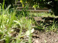 Gehegeansicht_d.JPG (50066 Byte)