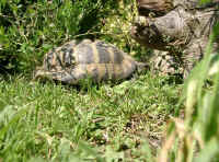 Gehegeansicht_h.JPG (57286 Byte)